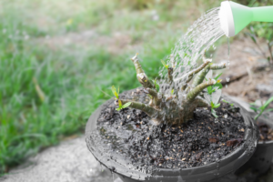 Arroser la plante avant de mettre la couverture ou la cloche pour protéger vos plantes du gel